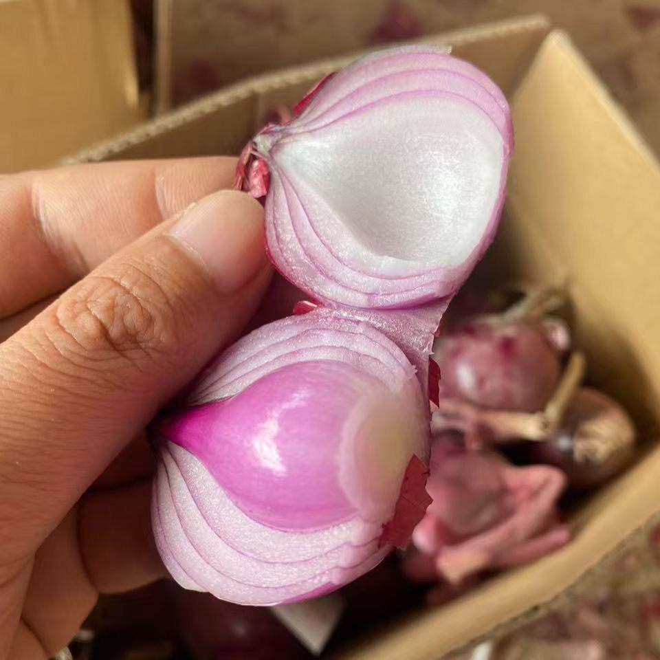 【珍珠小洋葱】紫红皮小洋葱香葱生吃微辣微甜可炒菜凉拌当季蔬菜
