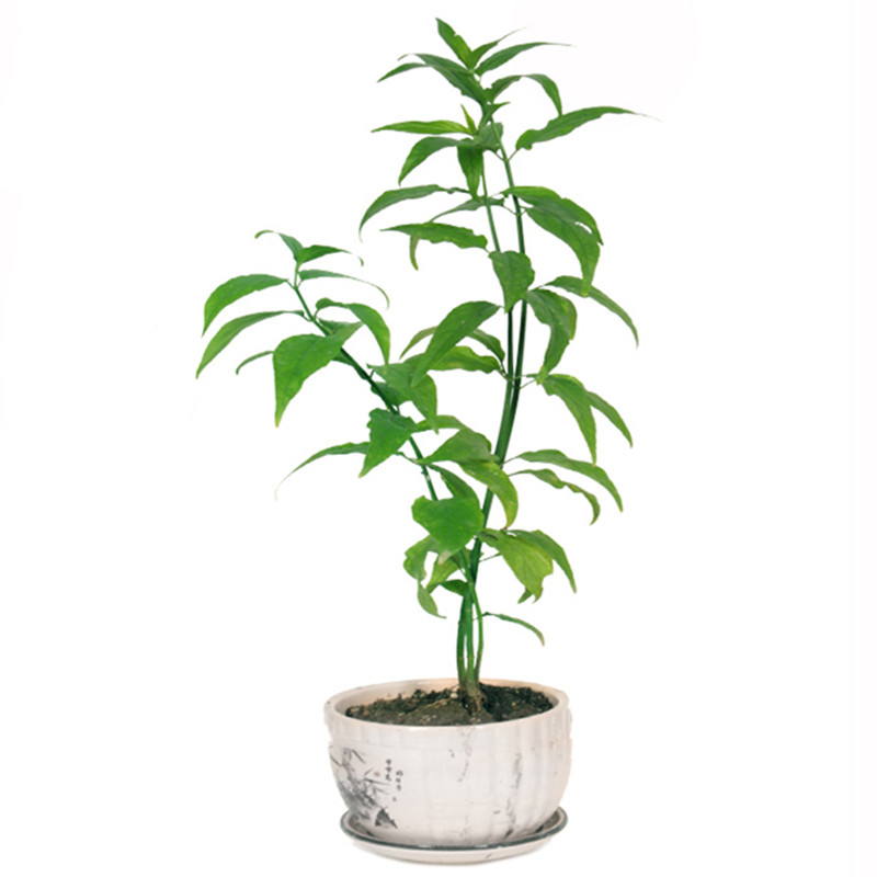 铁山忧遁草苗优顿草优盾草优遁草循黎王草鳄嘴花种苗鲜苗室外盆栽