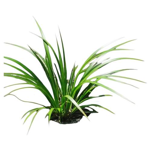 秦岭深山石菖蒲菖中药材挂门可盆栽正宗原生态石菖蒲新鲜包邮