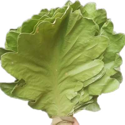 新鲜晾干粽子家用柞树叶菠萝叶饼