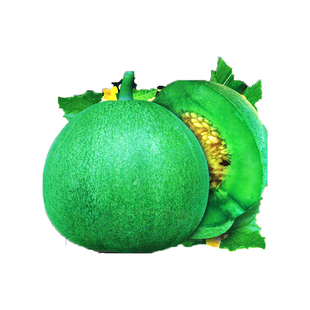 水果瓜果种子 日本甜宝甜瓜种子 蔬果香瓜浓香香瓜种子春季夏季播