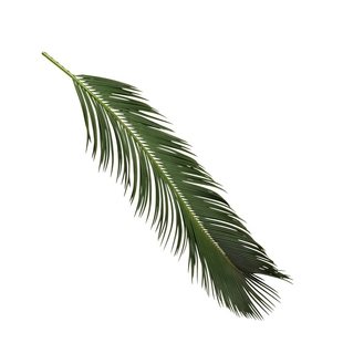 新鲜铁树叶水族原生态落叶造景树枝南美缸自然热带雨林风装饰鱼缸