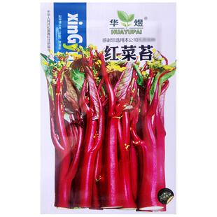 红菜苔紫菜苔种子红油菜苔紫红菜薹种籽春秋耐热耐寒农家菜园蔬菜