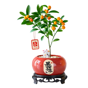 小金豆盆景办公室桌面盆栽绿植年宵花金桔树带果植物室内好养四季
