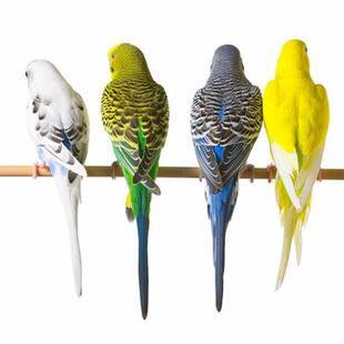 虎皮鹦鹉活鸟活物中小型会说话鸟类活鸟体手养宠物鸟玄凤幼鸟小鸟