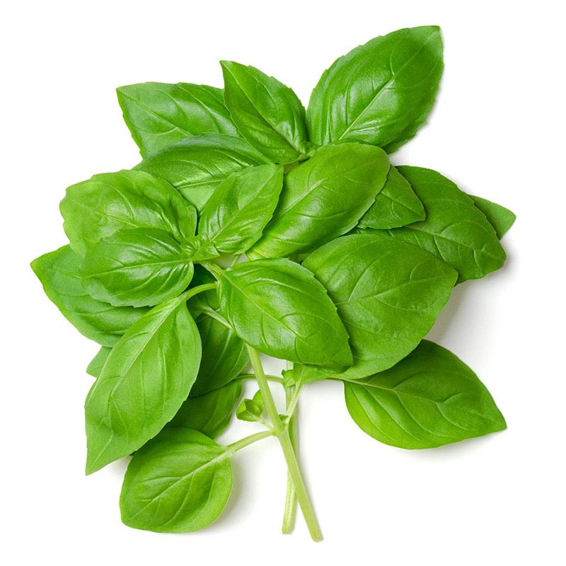 新鲜蔬菜罗勒叶可食用做青酱调料