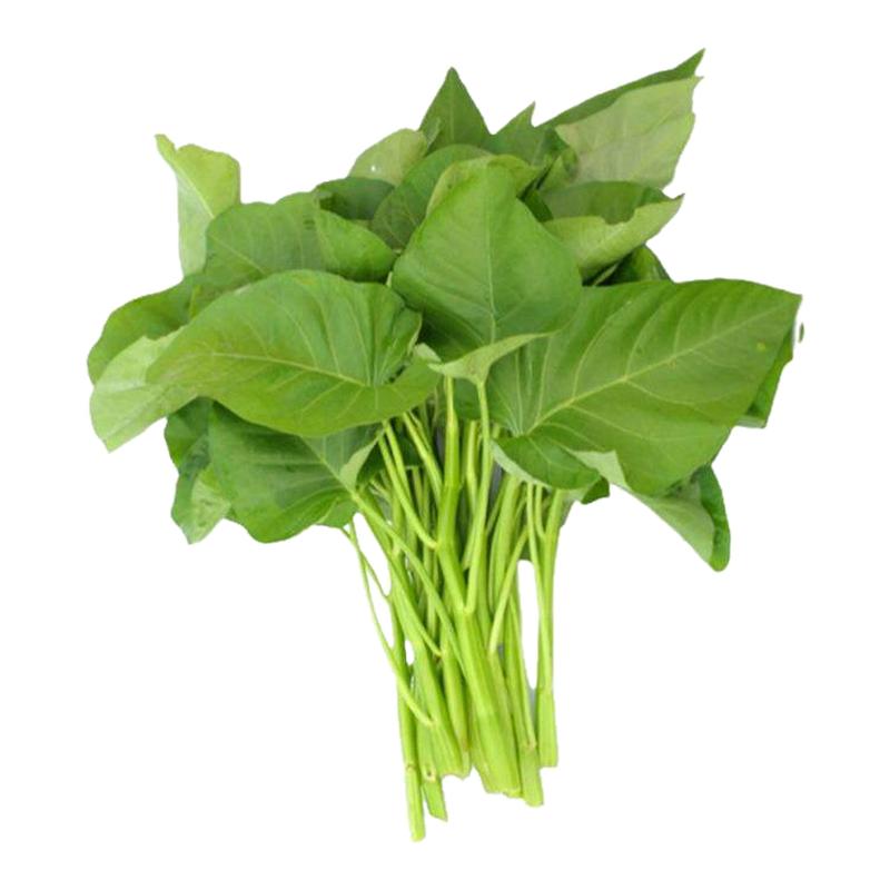 大叶空心菜种籽四季通心菜种子阳台庭院盆栽春季高产易种蔬菜种孑