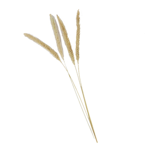 真实狗尾草干花材料摆设花卉花束简约婚礼场景布置质朴复古植物花