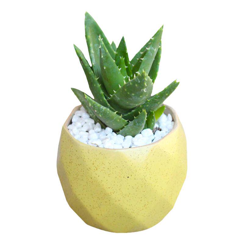 多肉植物仙人球小盆栽仙人指肉肉办公桌面摆件室内仙人掌组合盆栽