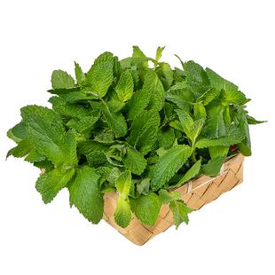 薄荷叶新鲜食用蔬菜顺丰包邮泡水装饰烘焙调酒水吧专用包邮鲜