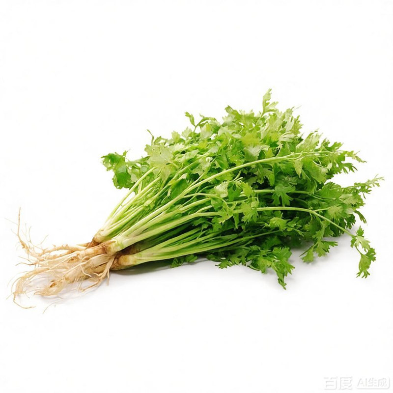 老品种紫根香菜矮杆趴地香菜种子小叶浓香型芫荽种籽四季蔬菜种子
