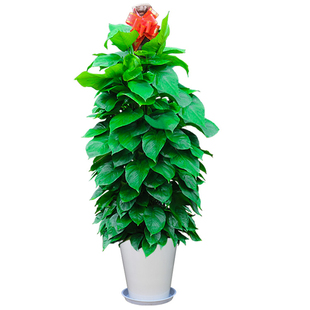 如意皇后盆栽吉利红白象盆栽 吉祥如意桌面绿植 彩色粗肋草万年青