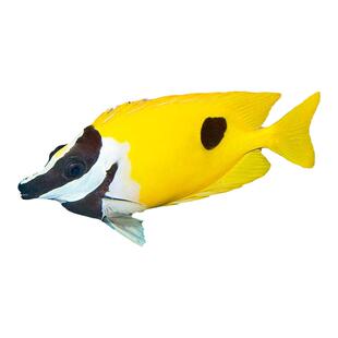 黄狐狸七彩黄斑蓝带斐济双色狐狸鱼海水鱼活体海水缸已检疫秒颗粒