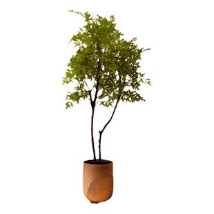 仿真绿植轻奢高端南天竹假树盆栽室内家居商铺假植物侘寂落地摆件