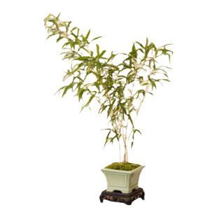 红寒竹盆栽绿植朱竹内门竹精品高档观赏竹子盆景办公室内桌面植物