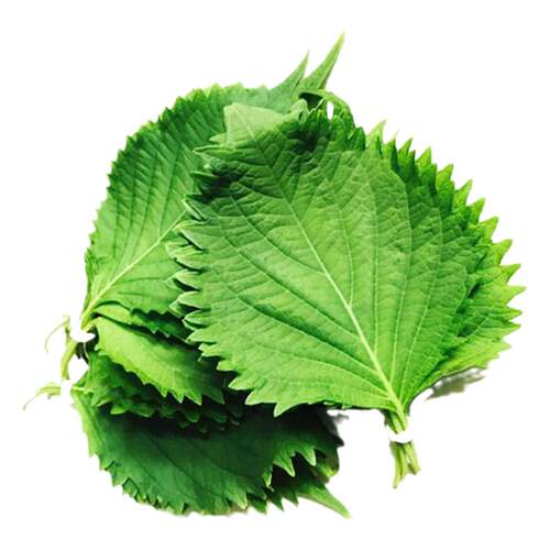 绿苏种子 苏子 苏叶 适合生鱼片 煎黄瓜煮粥 能食用药用 蔬菜种子