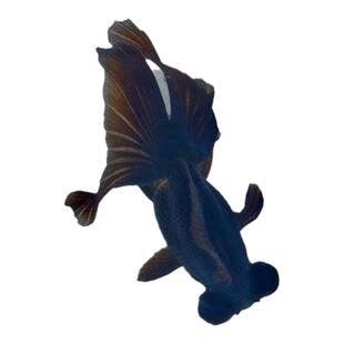 镇宅金鱼黑龙睛金鱼观赏鱼大眼睛鱼灯笼眼冷水耐寒淡水鱼苗活体鱼