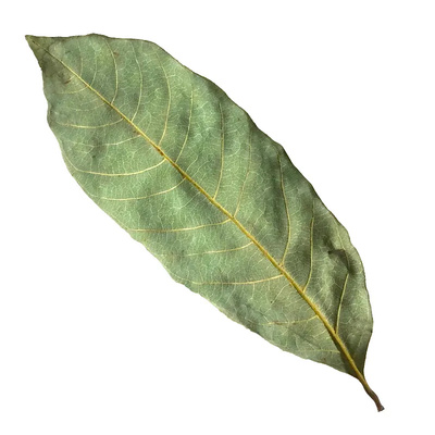 匠鱼者乌龟龙眼叶免煮斗鱼躲避