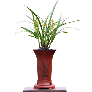 四季建兰八大铭品之首夏皇梅正格梅瓣老种铁骨素梅带花浓香卉盆栽