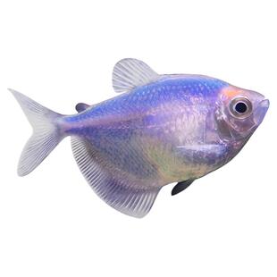 蓝莓天使鱼大群游活体鱼小型鱼淡水热带鱼苗观赏鱼好养耐活新手鱼