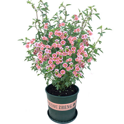 木本花卉阳台小木槿花苗盆栽