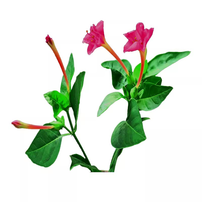 地雷花鲜花宿根花卉多年生茉莉