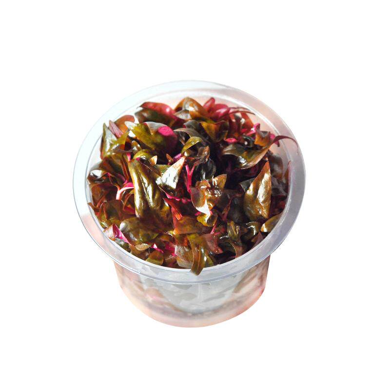 无菌水草杯鱼缸水草植物真草造景阴性迷你牛毛前景水草日本矮珍珠