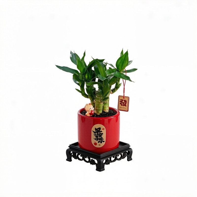 【马上富贵】富贵文昌竹桌面植物