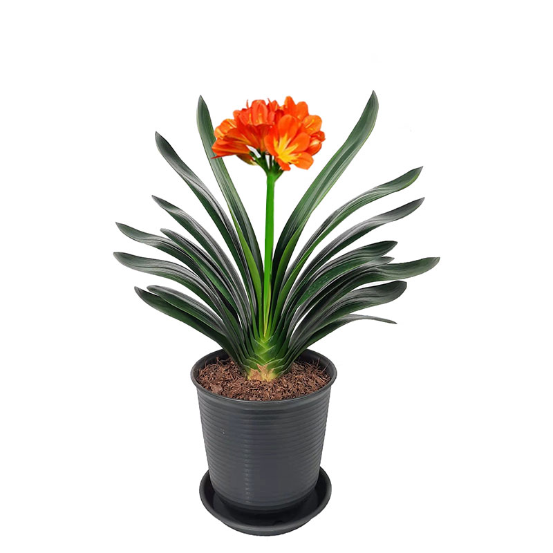 带花苞特大棵君子兰盆栽绿植花卉
