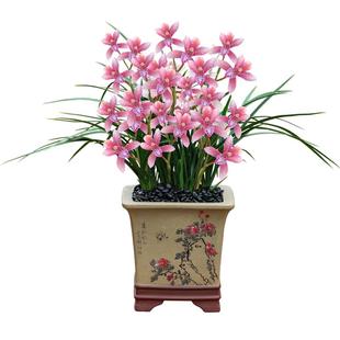 德芳兰业名贵兰花苗蕙兰貂蝉红粉佳人好养兰草浓香花卉绿植盆栽