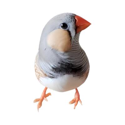 十姐妹保姆鸟珍珠鸟一只包邮特价清仓新手入门好养可养好繁殖活鸟