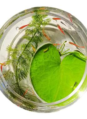 一叶莲碗莲室内水培植物花卉鱼缸水草造景好养水生睡莲净化水质
