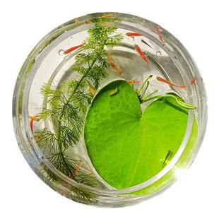 一叶莲碗莲室内水培植物花卉鱼缸水草造景好养水生睡莲净化水质