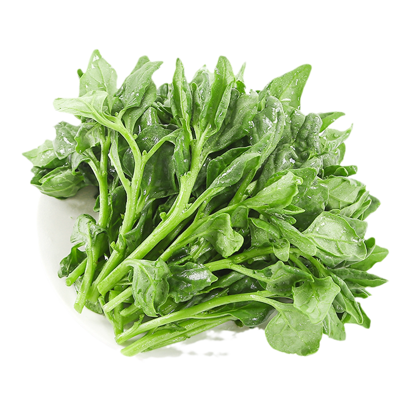 现摘蔬菜农村露天霜冻山珍地菠菜