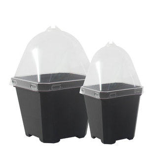 加厚小黑方彩方大方透明闷养盖多肉PP生石花玉露十二卷方盆保温罩