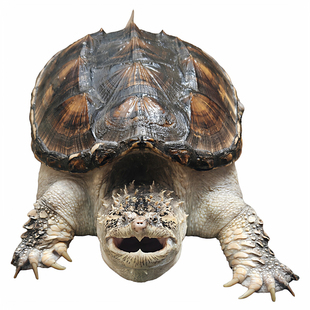 原种野后大头爆刺亚压成纯种佛鳄龟 小乌龟观赏龟 正品凶猛鳄鱼龟