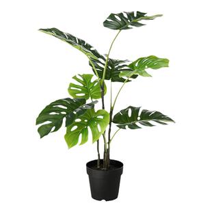 塔莎的花园龟背竹水培土培蔓绿绒绿植内客厅桌面阳台好养易活盆栽