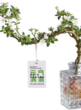【10000+】造型盆景水培植物好养