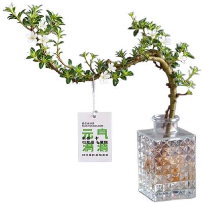 【10000+】造型盆景水培植物好养