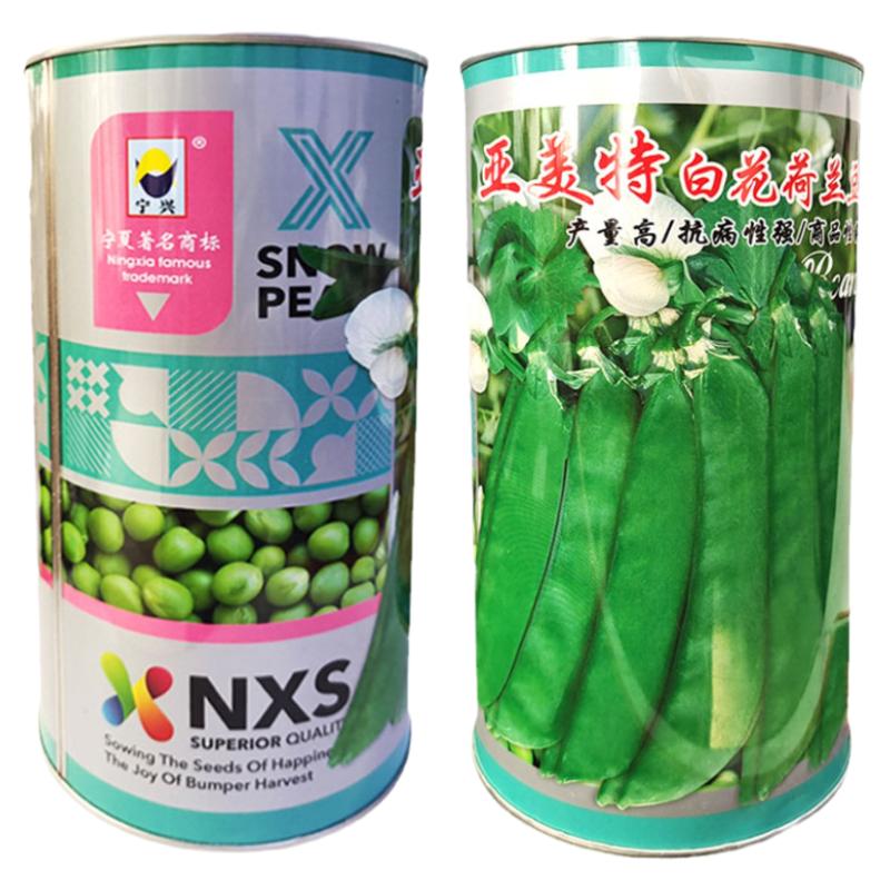 荷兰豆种子豌豆种籽春秋播
