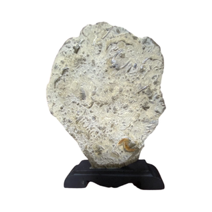 燕子石古生物化石工艺礼品收藏品标本三叶虫家居饰品摆件石头包邮