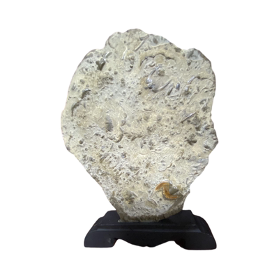 工艺古生物礼品标本三叶虫件包邮