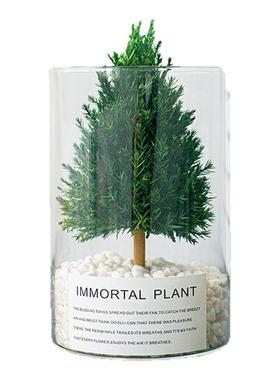 圣诞节桌面圣诞树真树摆件