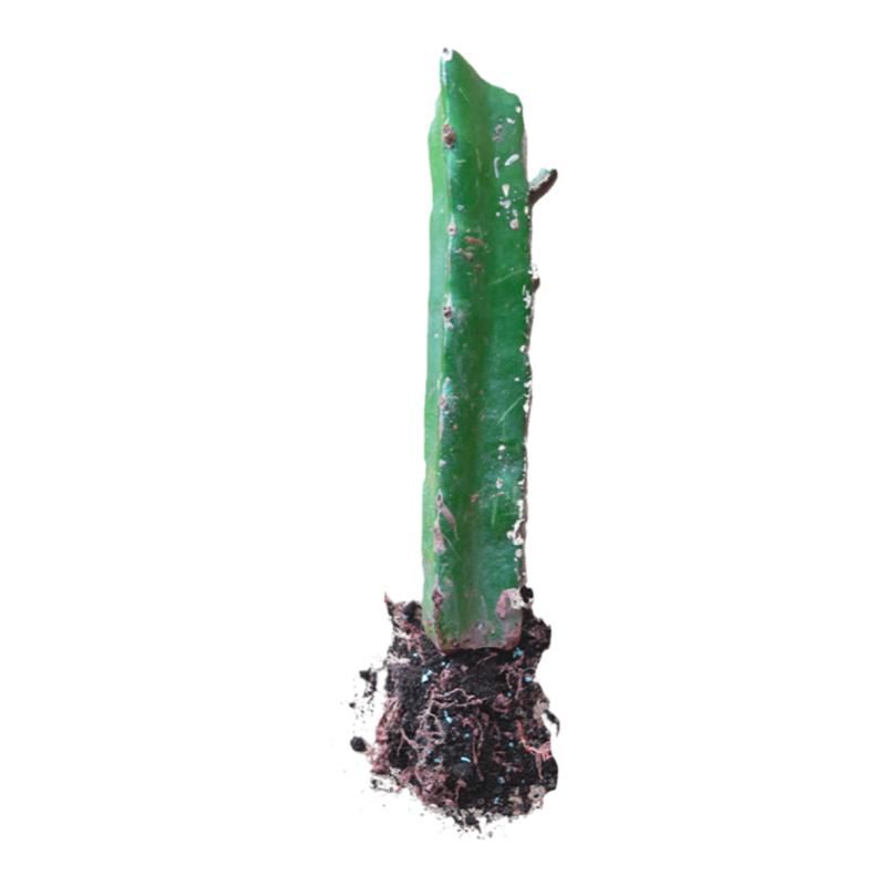 带根系红心火龙果苗枝条自花授粉