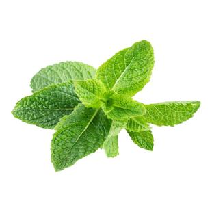 新鲜薄荷叶500g食用泡水装饰烘焙调酒水吧专用鲜薄荷蛋糕点缀用品