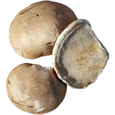 散装新货东北特产白灵芝