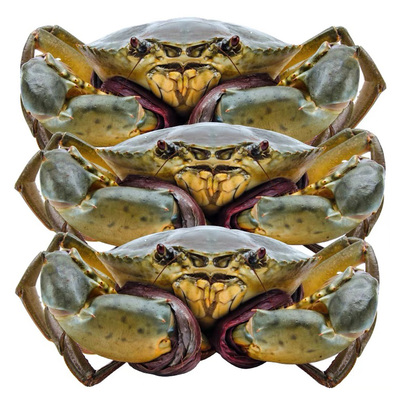 鲜活三门青蟹特大全母红膏青蟹黄油蟹红鲟海螃蟹蝤蠓公母海鲜礼盒