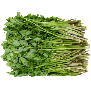 从化新鲜水芹菜原生态野生小叶芹空心水芹凉拌清炒烤肉韩国料理