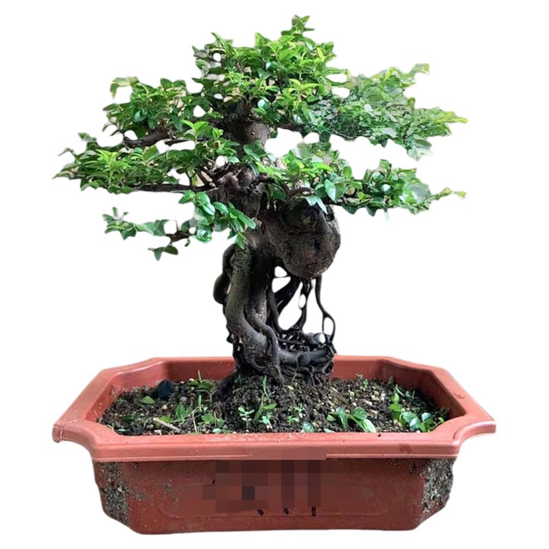 小叶红芽雀梅树桩盆景造型矮霸精造型盆景