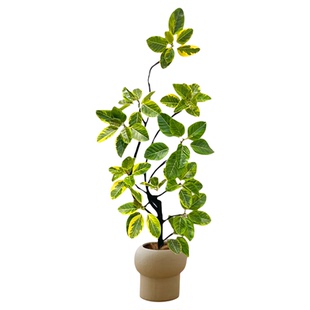 黄金榕室内大型植物盆栽花叶橡皮树客厅绿植高山榕落地盆景好养活